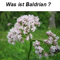 Was ist Baldrian?