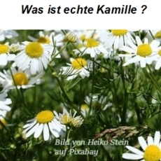 Was ist echte Kamille?