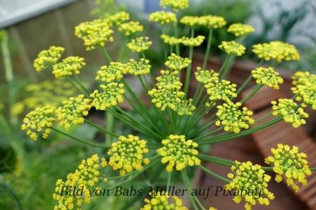 Blüte wilder Fenchel